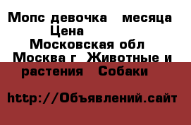 Мопс девочка 4 месяца › Цена ­ 45 000 - Московская обл., Москва г. Животные и растения » Собаки   
